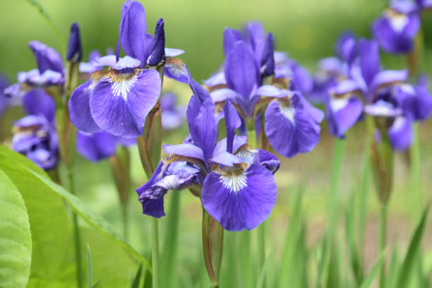 istock Field of Flowering Purple Iris in Spring 2205127130