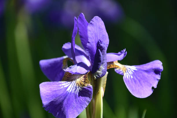 istock Sensational Flowering Purple Iris in Bloom 2205127218