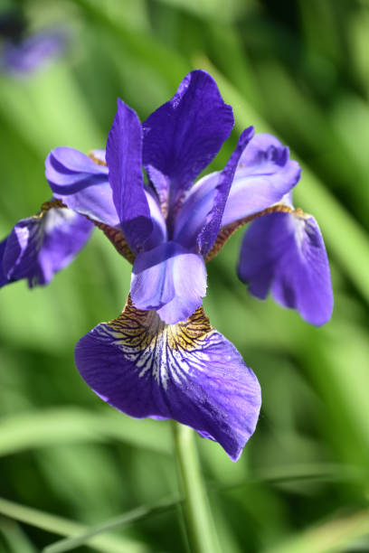 istock Lone flowering Purple Iris Blossom in the Spring 2205127224