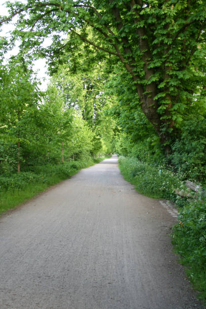 istock vertical idyllic landscape,  idyllic foothpath upright, pretty forest path under a blue sky, a narrow path surrounded by  many trees 2205127462
