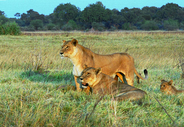 The South African giraffe or Cape giraffe (Giraffa giraffa)