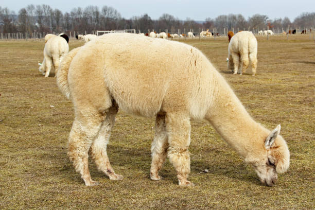 Alpaca in the pasture