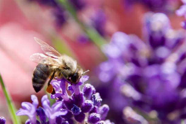 istock A honey bee (Apis mellifera) collecting nectar from vibrant purple flowers. 2205131482