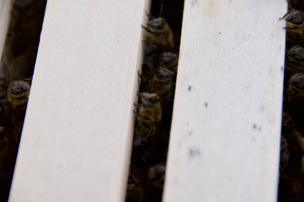 istock Honey bees (Apis mellifera) working on wooden hive frames 2205131506