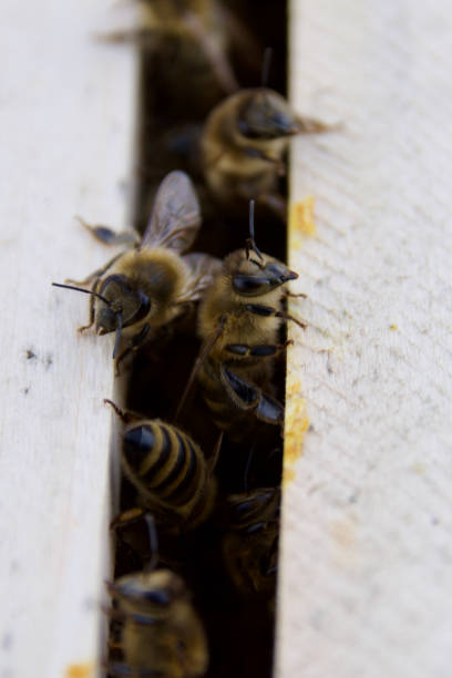 istock Honey bees (Apis mellifera) working on wooden hive frames 2205131608