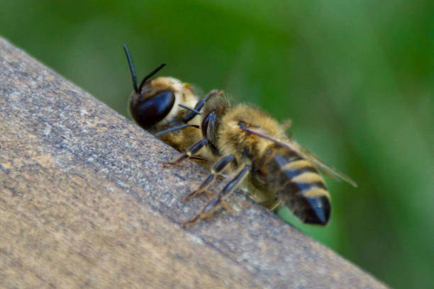 Detail of a bee on concrete floor