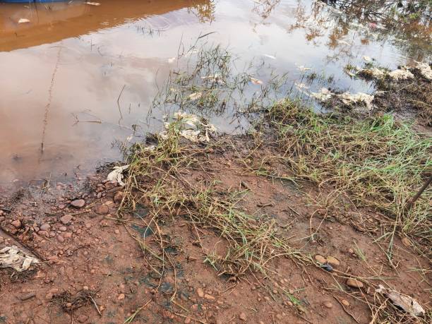 istock Fish viscera scattered on the riverbank indicate irregular disposal, harming the ecosystem’s health. The decomposition of these residues can cause contamination and environmental imbalance. 2205132753