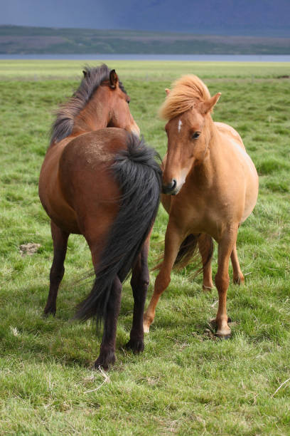 istock Islandpferd / Icelandic horse / Equus ferus caballus 2205133484