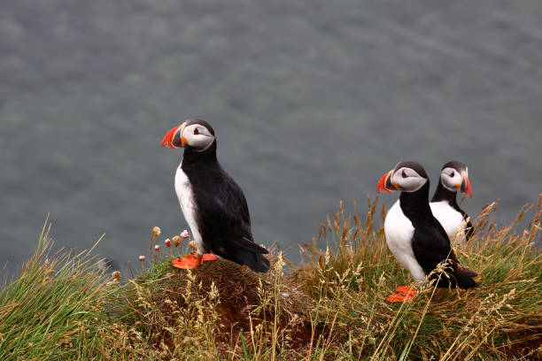 istock Papageitaucher / Atlantic puffin / Fratercula arctica 2205133530