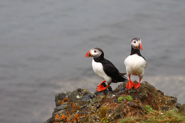 istock Papageitaucher / Atlantic puffin / Fratercula arctica 2205133556