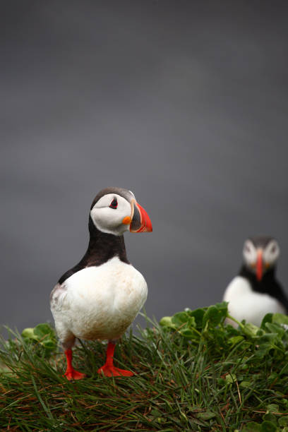 istock Papageitaucher / Atlantic puffin / Fratercula arctica 2205133625