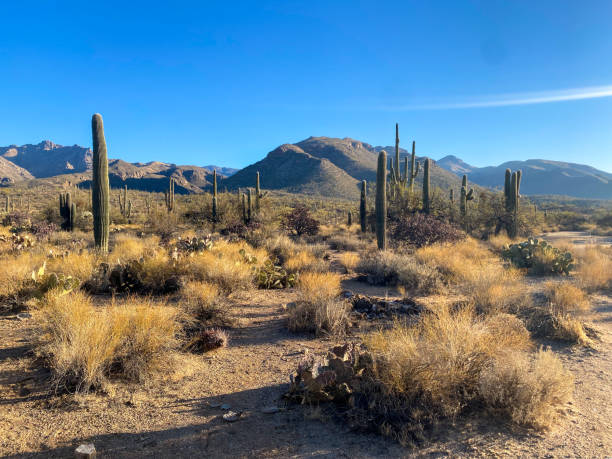 istock Saguaro Desert Landscape in Tucson, Arizona 2205134084