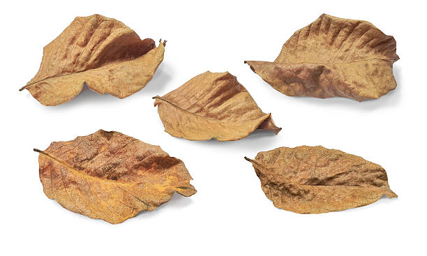 istock Dry leaves placed separately on a white background. 2205134404