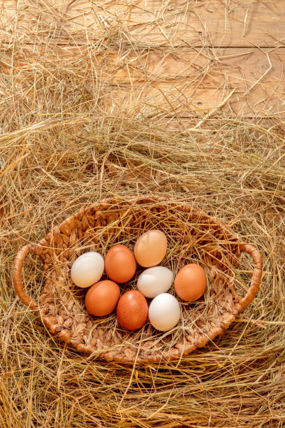 Fresh chicken eggs in a basket lying down on a wooden floor with hay.