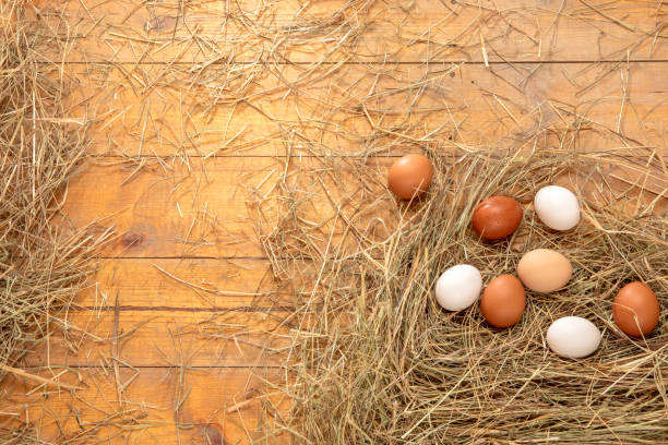 istock Fresh chicken eggs in the hay nest on a rustic wooden background 2205136503