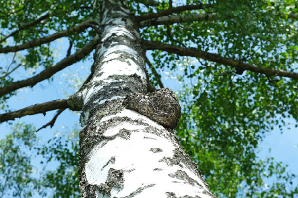 istock Birch mushroom Chaga growing high on a tree, selective focus. Inonotus obliquus. It is also known as the clinker polypore, cinder conk, black mass and birch canker polypore 2205137221