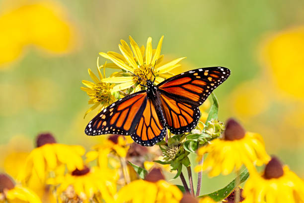 istock Monarch Butterfly on an Yellow Sunflower 2205137236