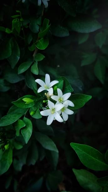 istock Fresh white flowers in green leaves 2205137492