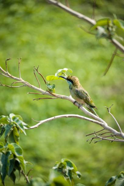 istock A small beautiful bird sitting on the tree 2205138234