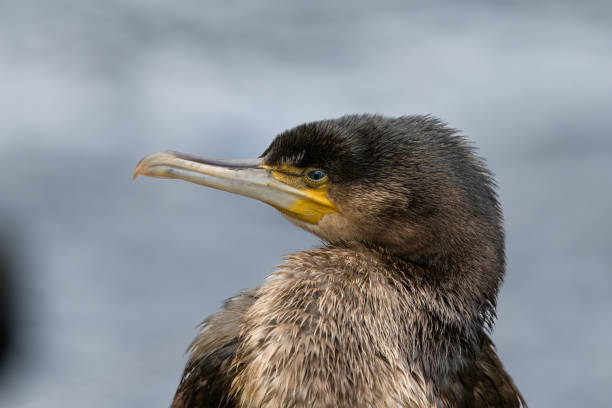 istock Young cormorant.A bird with a yellow beak and a black head 2205138235