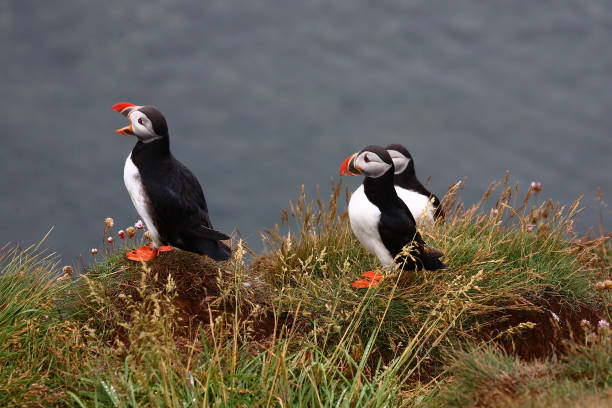 istock Papageitaucher / Atlantic puffin / Fratercula arctica 2205138327