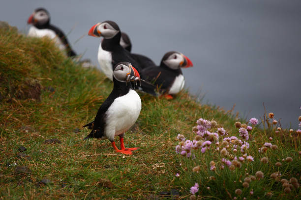 istock Papageitaucher / Atlantic puffin / Fratercula arctica 2205138369
