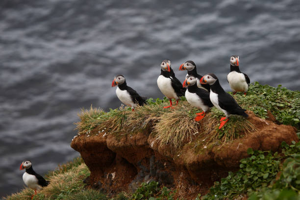 istock Papageitaucher / Atlantic puffin / Fratercula arctica 2205138450