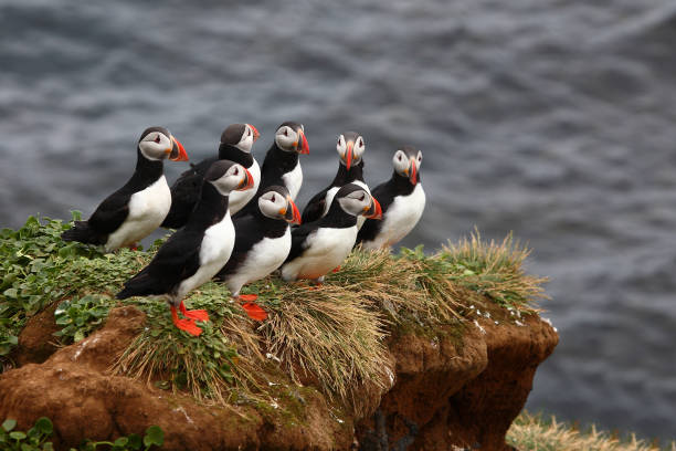 istock Papageitaucher / Atlantic puffin / Fratercula arctica 2205138465