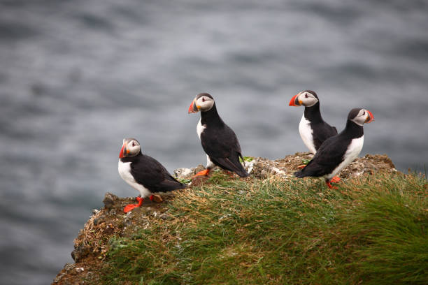 istock Papageitaucher / Atlantic puffin / Fratercula arctica 2205138473