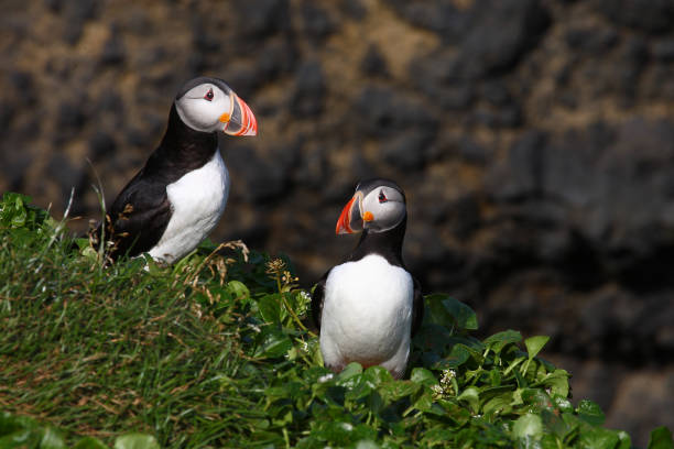 istock Papageitaucher / Atlantic puffin / Fratercula arctica 2205138491