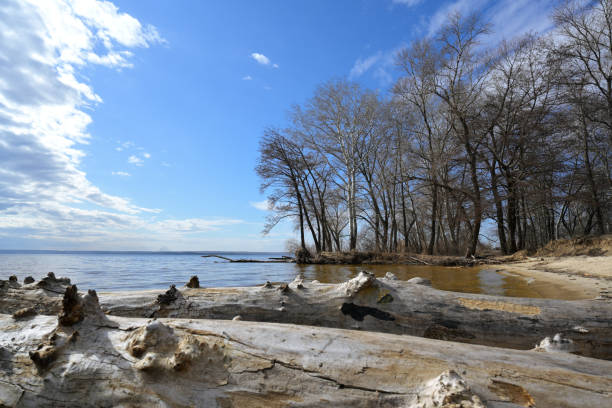 A picturesque riverside landscape featuring a calm body of water under a bright blue sky with scattered clouds. The foreground showcases large pieces of driftwood with textured surfaces, while the background presents a sandy shoreline lined with leafless trees, suggesting late autumn or early spring. The serene atmosphere highlights the beauty of untouched nature and the dynamic relationship between water and land.