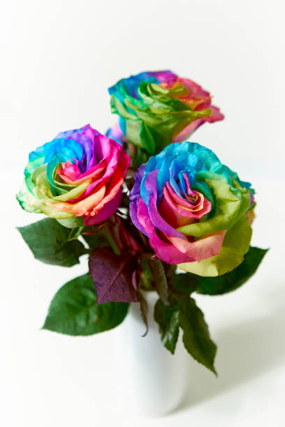 Close up view of a flower at studio