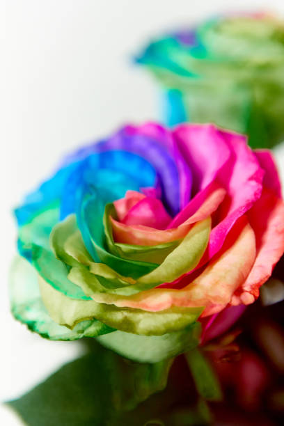 Close up view of a flower at studio