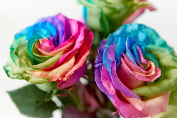 Close up view of a flower at studio