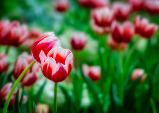 Red tulips. Spring storytelling. Tulip bouquet. Greeting card. For Mothers Day, international women’s day, birthday.