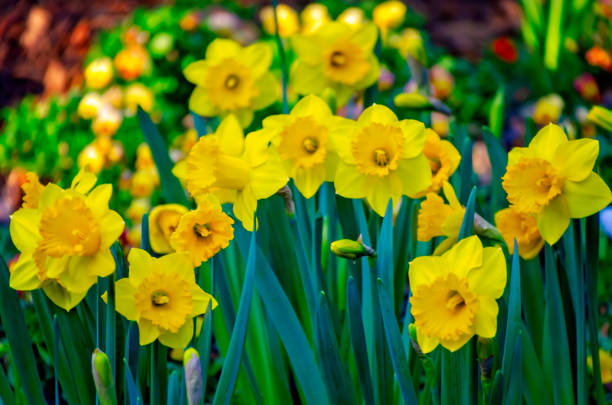 istock Daffodils in Theodore Alabama 2205140713