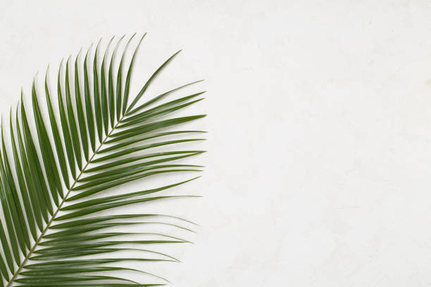 istock Green palm leaves on concrete background, top view 2205141519