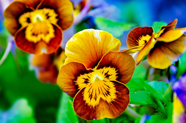 Deltini Copperfield violas (Viola cornuta) bloom, March 4, 2022, in Theodore, Alabama.