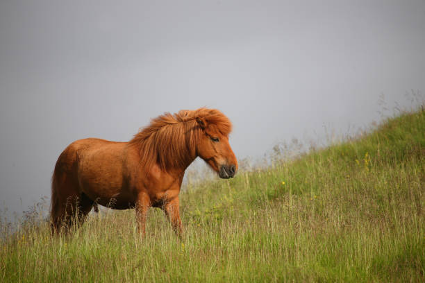 istock Islandpferd / Icelandic horse / Equus ferus caballus 2205142608