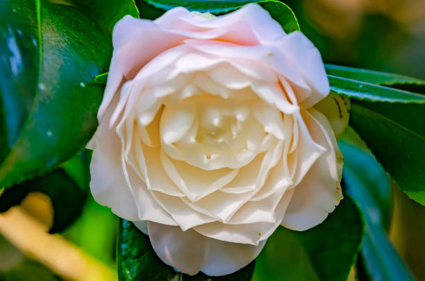 A Japanese camellia (Camellia japonica) blooms, March 4, 2022, in Theodore, Alabama.