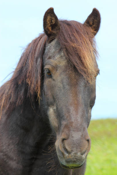istock Islandpferd / Icelandic horse / Equus ferus caballus 2205143399