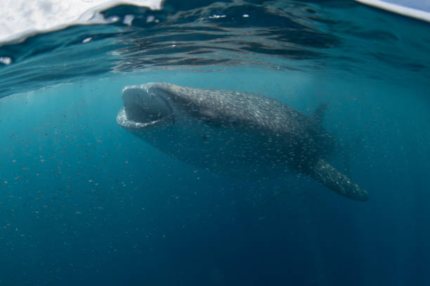 istock A Whale Shark Swims Near the Surface in Indonesia 2205144380