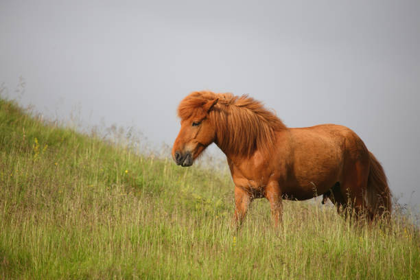istock Islandpferd / Icelandic horse / Equus ferus caballus 2205144629