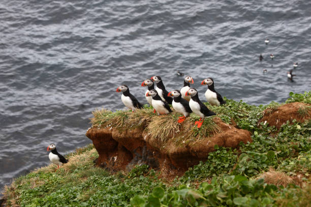 istock Papageitaucher / Atlantic puffin / Fratercula arctica 2205144743