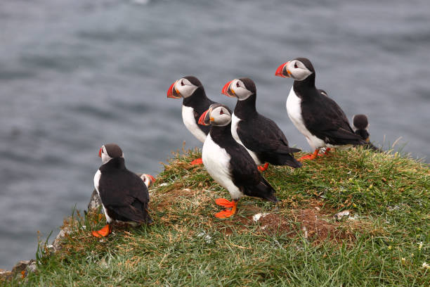 istock Papageitaucher / Atlantic puffin / Fratercula arctica 2205144764