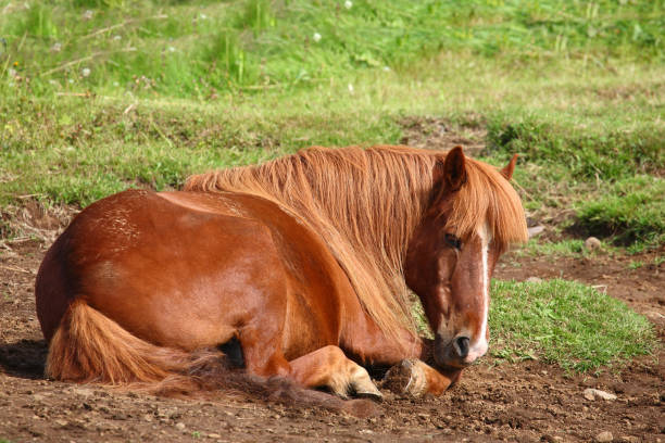 istock Islandpferd / Icelandic horse / Equus ferus caballus 2205144767