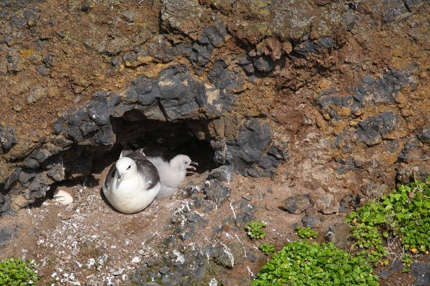 istock Eissturmvogel / Northern fulmar / Fulmarus glacialis 2205144793