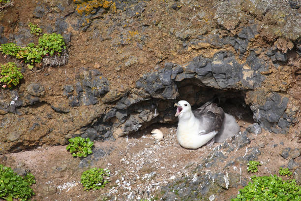 istock Eissturmvogel / Northern fulmar / Fulmarus glacialis 2205144799