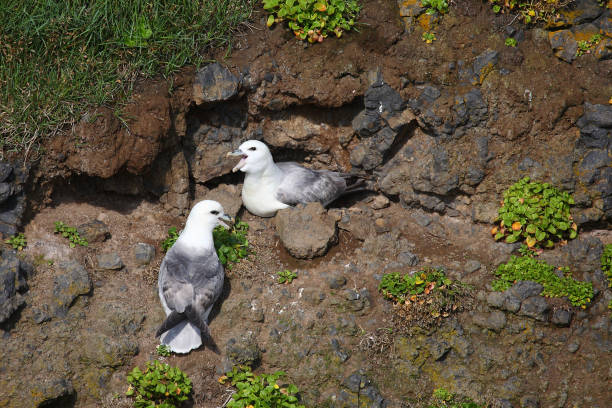 Eissturmvogel / Northern fulmar / Fulmarus glacialis