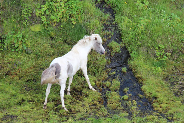 Islandpferd / Icelandic horse / Equus ferus caballus